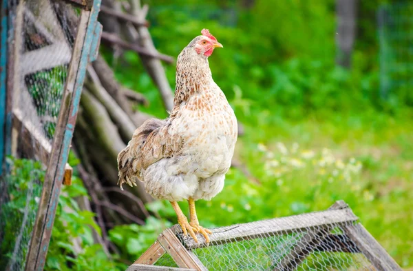 Kyckling med lantlig grön bakgrund — Stockfoto