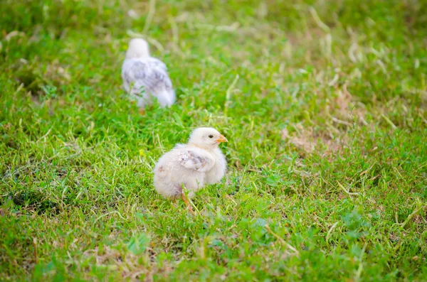 Small white chicks — Stock Photo, Image
