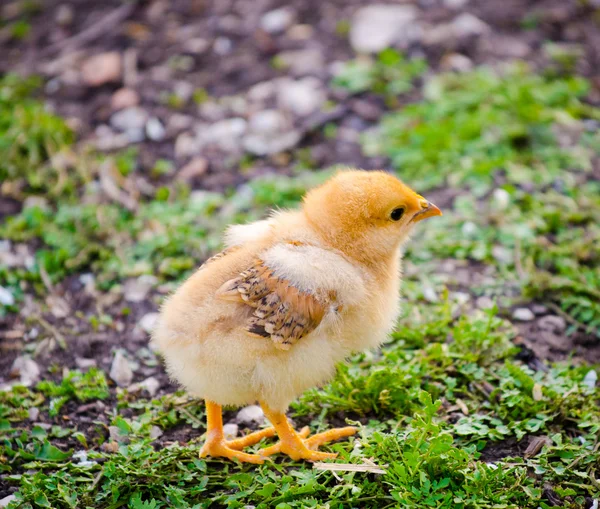 Small baby chick — Stock Photo, Image