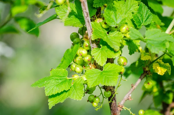 Grosella fresca inmadura en una rama — Foto de Stock