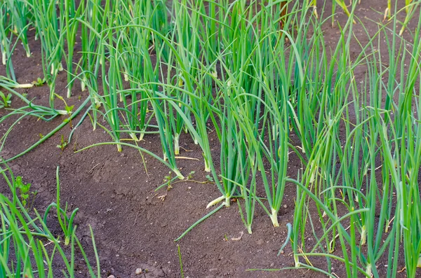 Onion patch in the garden — Stock Photo, Image