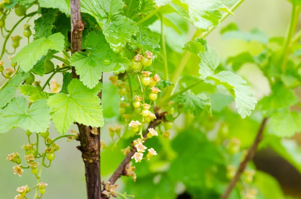 Grosella verde en la rama — Foto de Stock