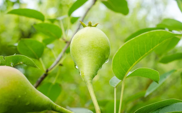 Poire sur la branche — Photo