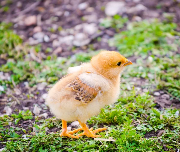 Small cute fluffy sweet brown baby chick — Stock Photo, Image