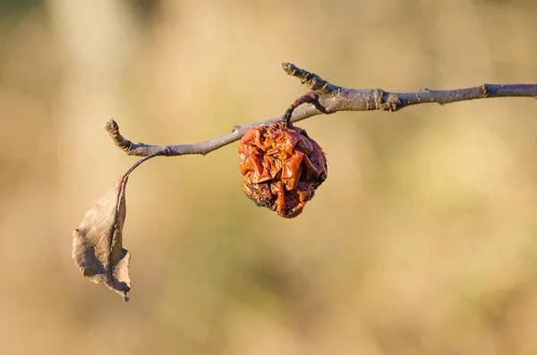 Une vieille pomme pourrie — Photo