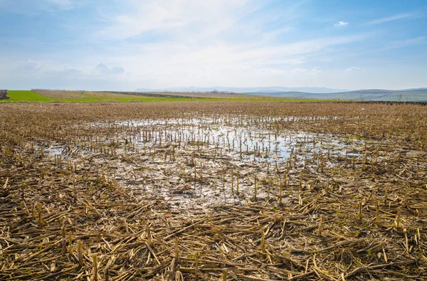 Flooded farm land corn field — 스톡 사진