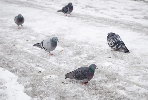 Pigeons on ice