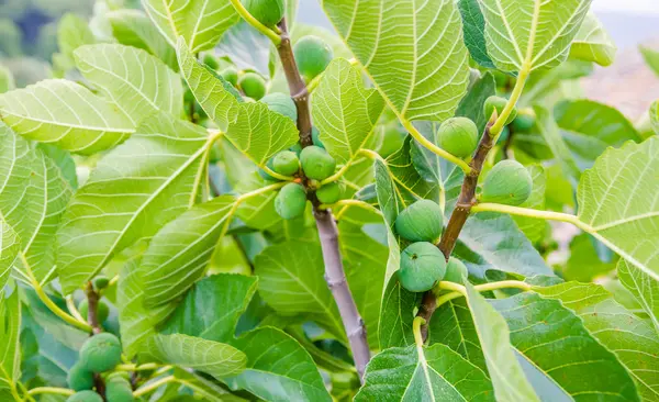 Figues par une journée ensoleillée d'été — Photo