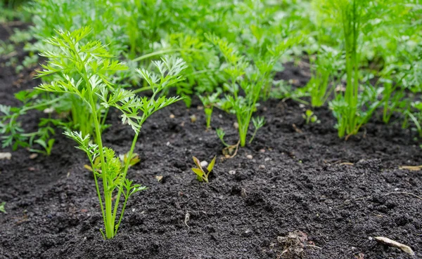 Carrot patch on fertile earth — Stock Photo, Image