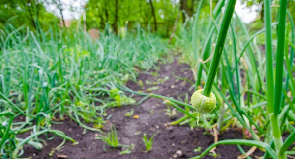 Onion patrch in a rural garden — Stock Photo, Image