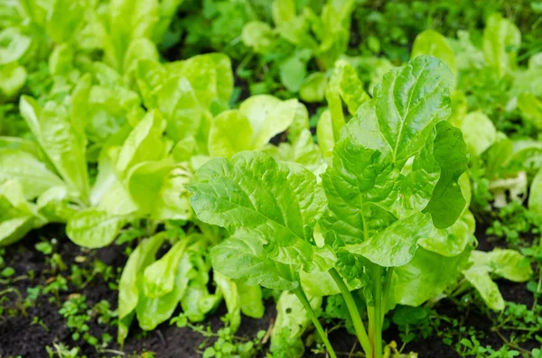 Lettuce patch close view in the garden — Stock Photo, Image
