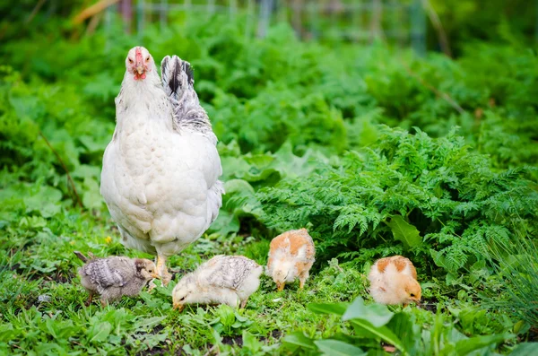 Chicken hen with small fluffy baby chicks Royalty Free Stock Images