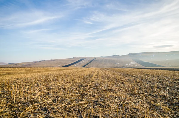 Harvested corn farm land fields after Obraz Stockowy