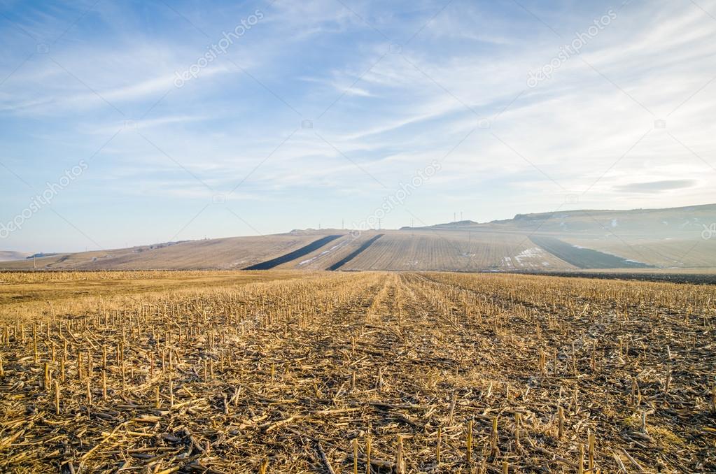 Harvested corn farm land fields after