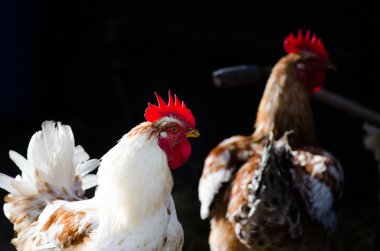 Horoz horoz siyah doğal zemin üzerine