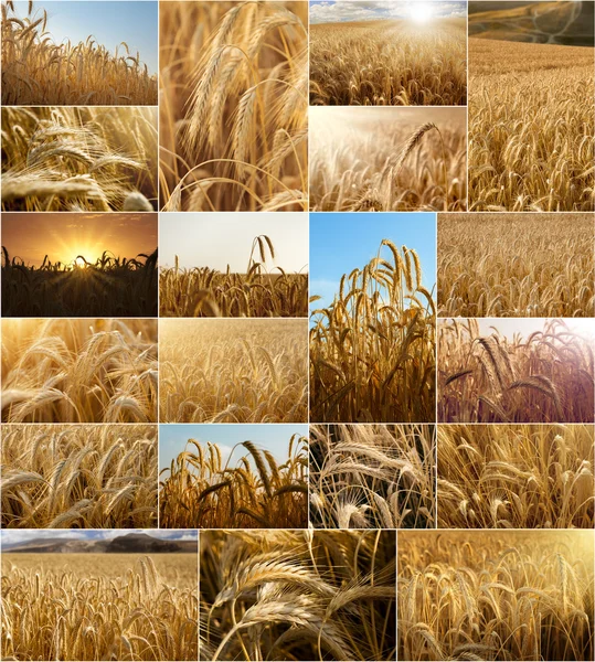 Collage campos de trigo Imagen De Stock