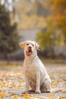 Sonbahar yapraklarının üzerinde oturan sakin labrador sıcak altın yapraklar ve yumuşak bokeh doğal ışıkta huzurlu bir açık hava portresi oluşturuyor. Yüksek kalite fotoğraf