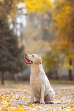 Altın sonbahar yapraklarının arasında oturan mutlu labrador, canlı mevsimlik arka planıyla ılık ve yumuşak bir ışıkta yakalanır. Yüksek kalite fotoğraf