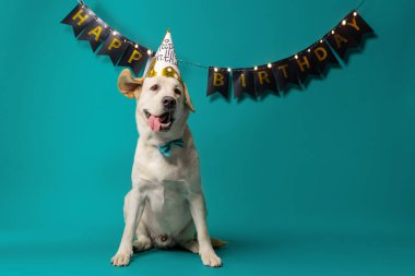 Doğum günü şapkası takmış altın labrador şenlikli bir arkaplanda oturuyor. Parti davetiyeleri ve evcil hayvan teması için ideal. Yüksek kalite fotoğraf