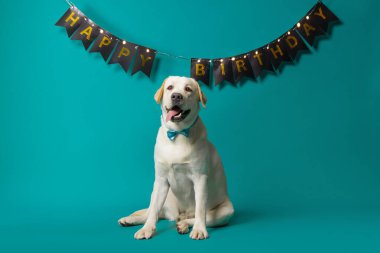 Sarı Labrador, mutlu yıllar pankartıyla donuk bir zemine oturmuş neşeli bir bayram ya da evcil hayvan kutlaması görüntüsü yaratıyor. Yüksek kalite fotoğraf
