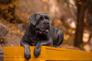 Bir sonbahar parkında sarı bir bankta uzanan İtalyan Cane Corso, doğa, evcil hayvan yaşam tarzı ve açık hava temalı görseller için idealdir. Yüksek kalite fotoğraf