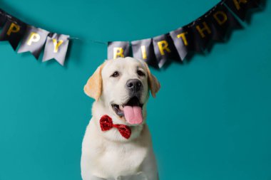 Altın Labrador kırmızı bir papyon takarak Mutlu Yıllar afişi altında, kutlama teması için mükemmel bir şenlik stüdyosunda poz veriyor. Yüksek kalite fotoğraf