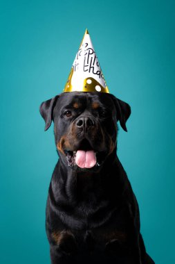 Rottweiler köpeği stüdyo turkuvaz arka planında doğum günü şapkası takıyor, dil çıkararak oturuyor ve ileriye bakıyor. Sevimli bir hayvan portresi..