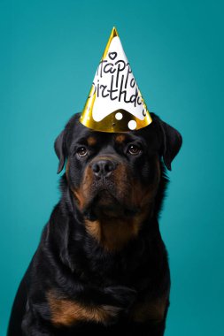 Rottweiler altın bir doğum günü şapkası takıyor, turkuaz stüdyo arka planında oturuyor ve ileriye bakıyor. Kutlama teması için hayvan portresi. Yüksek kalite fotoğraf