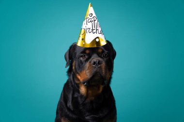 Parti şapkası takan Rottweiler köpeği turkuaz bir stüdyo arkaplanına poz veriyor. Güçlü ve tapılası bir köpeğin doğum günü temalı portresi. Yüksek kalite fotoğraf