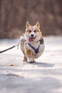 Mutlu Corgi karlı yolda koşuyor, neşeli köpek hareketli ve neşeli bir enerjiyle kış yürüyüşünün tadını çıkarıyor. Yüksek kalite fotoğraf