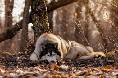 Sibirya Husky 'si sonbahar orman zemininde dinleniyor, sakin köpek sıcak doğal ışıkta düşmüş yaprakların arasında yatıyor, açık havada huzurlu bir hayvan portresi. Yüksek kalite fotoğraf