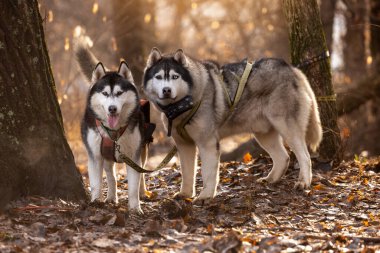 Sonbahar ormanlarında tasmalar üzerinde duran iki Sibirya köpeği, düşmüş yapraklı açık hava hayvan portresi, doğal ışık ve mevsimlik orman arka planı. Yüksek kalite fotoğraf