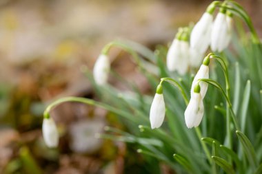 Küçük bir kar damlası grubu orman zemininde yosun, kuru yapraklar ve taşlar arasında çiçek açıyor. Erken bahar atmosferi, doğal toprak renkleri ve yumuşak güneş ışığı. Kahverengi ve yeşil zeminli taze beyaz taç yaprakları kontrastı.