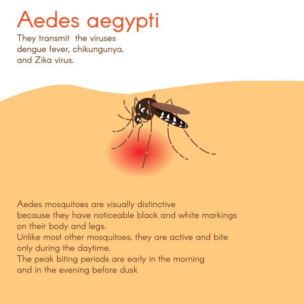 Aedes aegypti en vector — Vector de stock