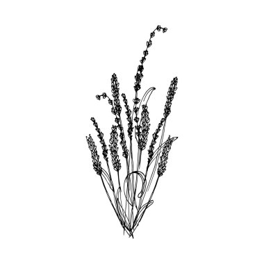 Elle çizilmiş lavanta buketi. Düğün davetiyeleri, kartlar, yaşam tarzı blogu, yaratıcı tasarım sosyal medya için vektör illüstrasyonu.