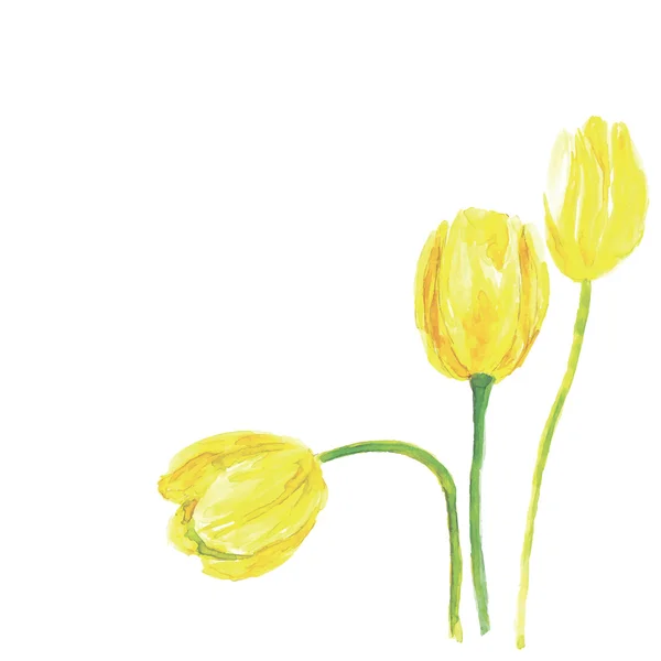 Akwarela tulipany — Wektor stockowy