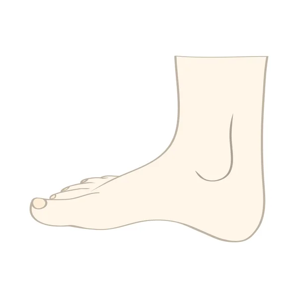 Feet in vector — Stock Vector