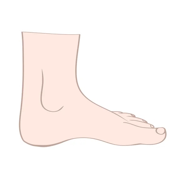 Feet in vector — Stock Vector