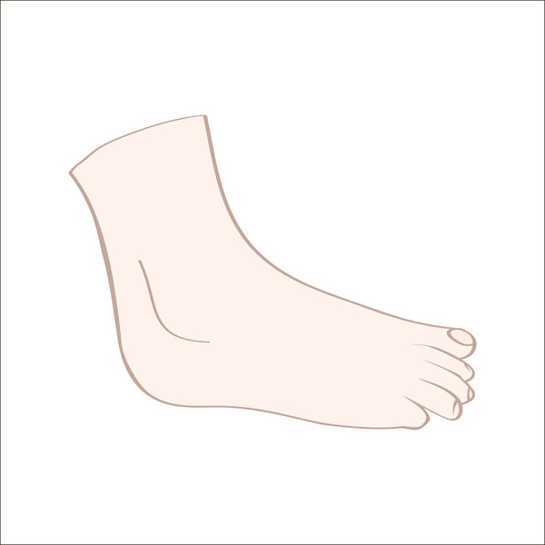 feet in vector