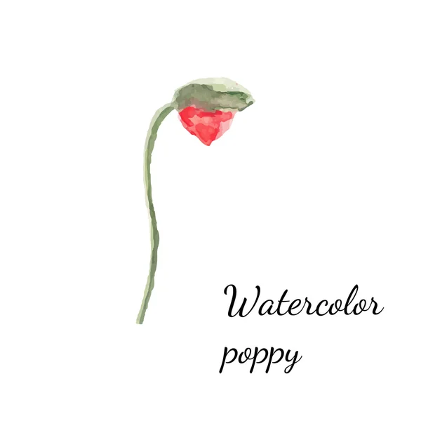 Aquarel bloemen poppy — Stockvector