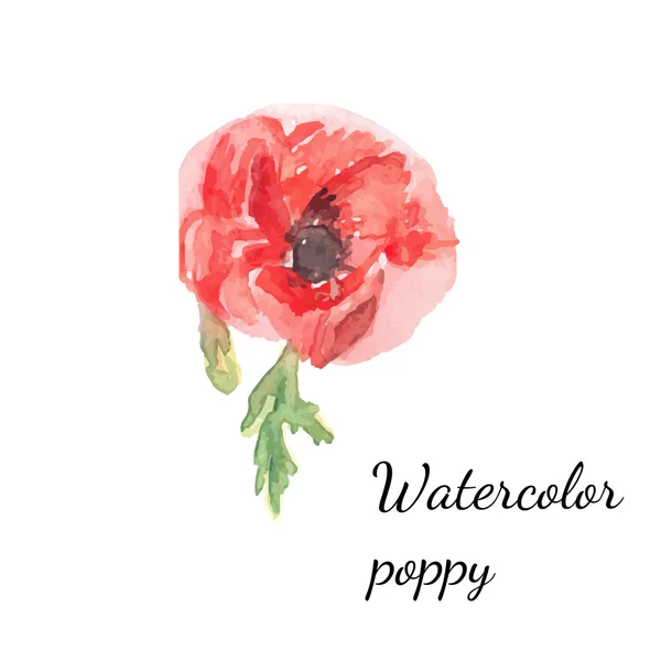 Watercolor floral poppy — Stock Vector