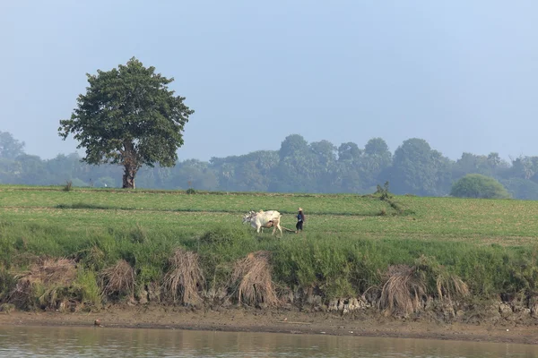 Boeren met ossen in Myanmar — Stockfoto