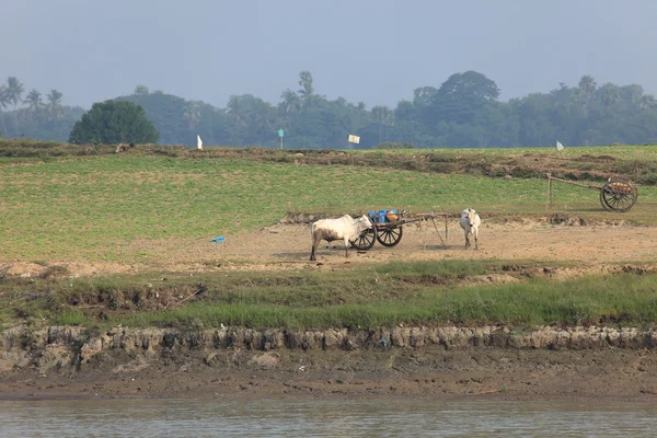 Boeren met ossen in Myanmar — Stockfoto