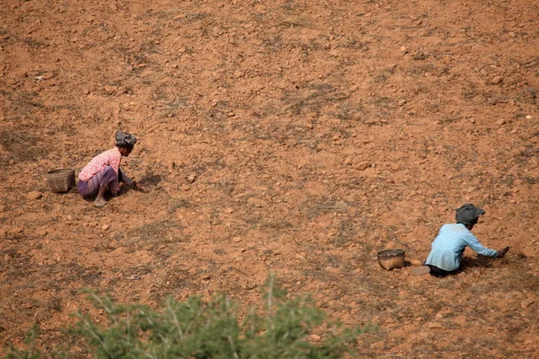 Tarım ve bitki Myanmar — Stok fotoğraf