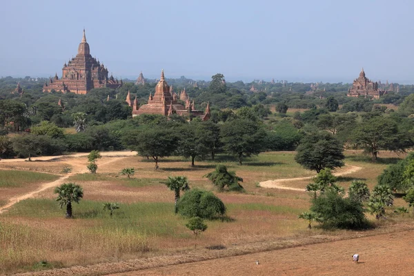 Los templos de bagan en myanmar — Foto de Stock