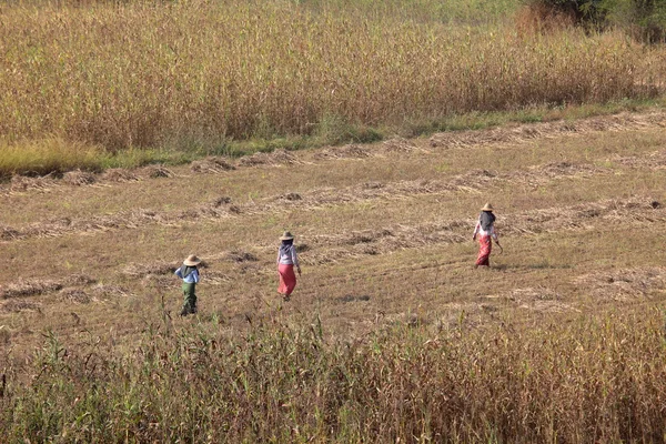 Tarım ve bitki Myanmar — Stok fotoğraf