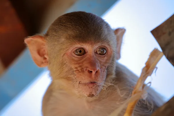 A rhesus monkey — Stock Photo, Image