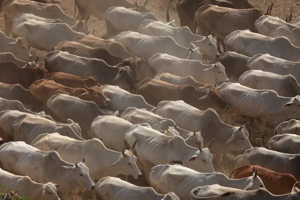 A Cow herd — Stock Photo, Image