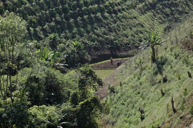 Çay tarlaları Myanmar