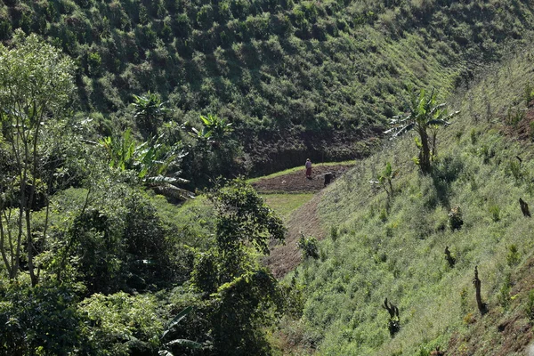Çay tarlaları Myanmar
